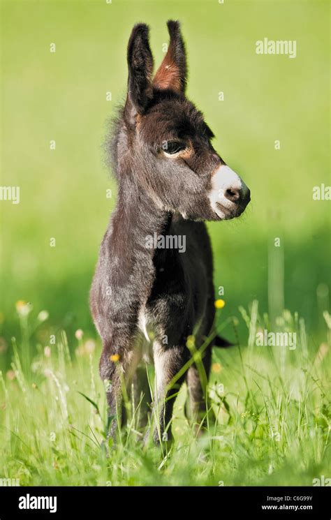 Young Donkey Standing On Meadow Stock Photo Alamy