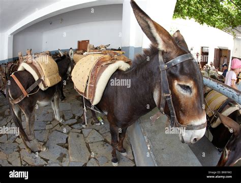 Donkeys In The Donkey Station Lindos Rhodes Greek Islands Greece Hellas