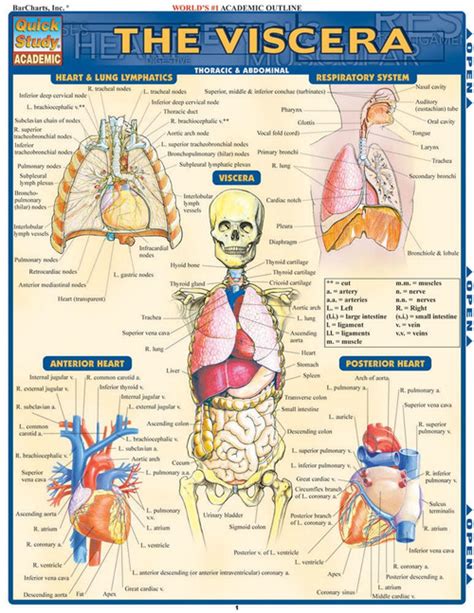 Muscles And Viscera Of The Female Anatomy Poster Clinical Charts And