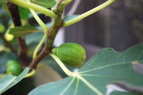 With what and how to eat figs? How to grow fig trees in the UK. Ficus are fun and the ...