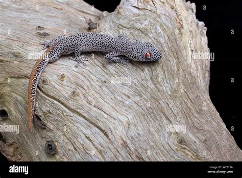 Golden Tailed Gecko Strophurus Taenicauda Captive Western Australia
