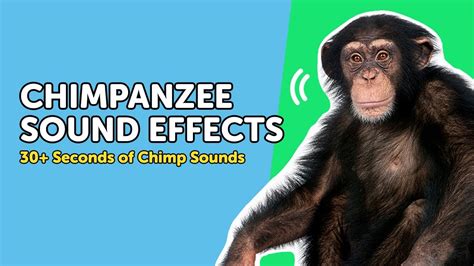 Chimpanzee Sounds 🦧 What Do Chimps REALLY Sound Like? - YouTube