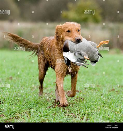 Golden Retriever Retrieving A Duck Stock Photo Alamy