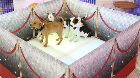 National puppy day and national dog day are now great opportunities to adopt a dog because shelters typically have the highest intake of dogs around summertime. 'GMA' Celebrates National Puppy Day With Live Adoption ...