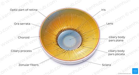 Diagram Pictures Lens And Corpus Ciliare Posterior