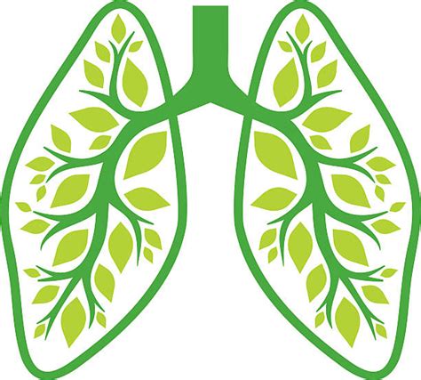 Human Lung Clip Art Vector Images And Illustrations Istock