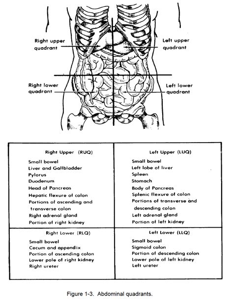 Figure 1 3 Abdominal Quadrants Nursing Care Related To The