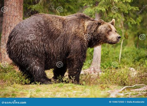 Huge Eurasian Brown Bear Standing In The Finnish Taiga Stock Image