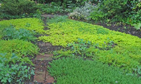 Ground Cover Plants As Lawn Replacements And Borders Epic Gardening