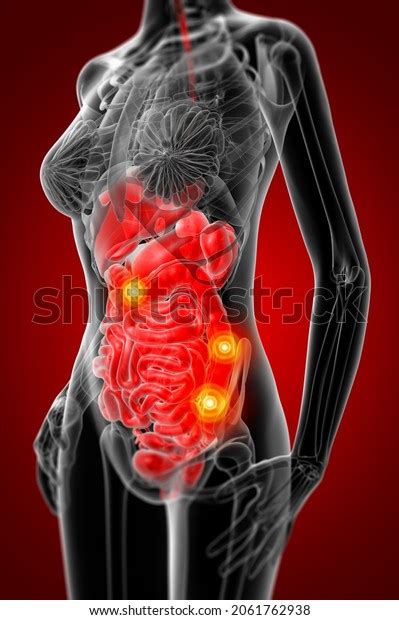 3d Rendering Female Digestive System Side Stock Illustration 2061762938