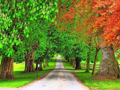 Trees Wallpapers Top Free Trees Backgrounds Wallpaperaccess