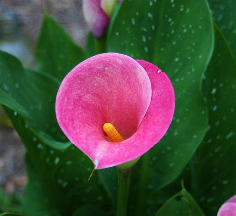 How To Grow Calla Lily Flowers From Seed Hubpages
