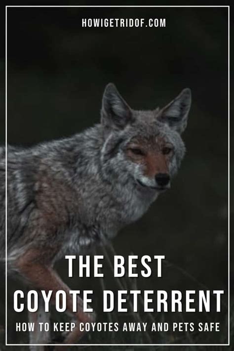 The Best Coyote Deterrent How To Keep Coyotes Away And Pets Safe