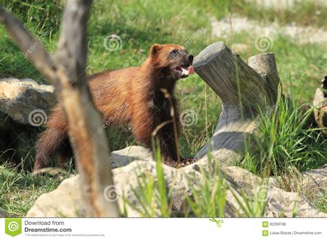 Wolverine Stock Photo Image Of Mammal Adult European 82269786