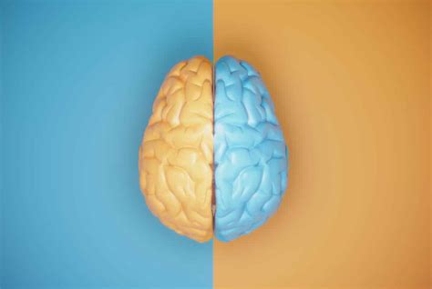 What Are Split Brain Experiments Edublox Online Tutor