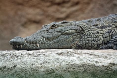 Add The Nile Crocodile To Floridas Growing List Of Invasive Reptiles