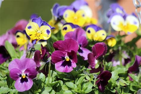 Winter Pansies Best Time To Plant Gardening Tips And More