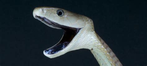 Ganz egal, ob sie an land oder im wasser leben, ob sie groß oder klein sind, eine schlimme eigenschaft haben sie alle gemein: Der Pfeilgiftfrosch: Schön & tödlich - Abenteuer Regenwald