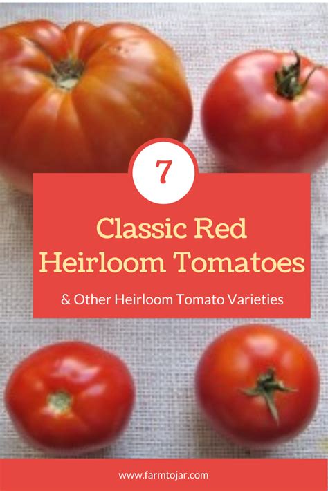 Which Heirloom Tomatoes Have The Best Flavor Tomato Heirloom