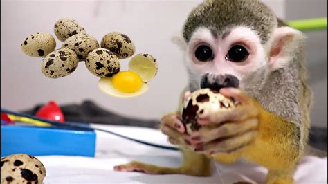 Baby Squirrel Monkey Tries Raw Quail Eggs First Time Youtube