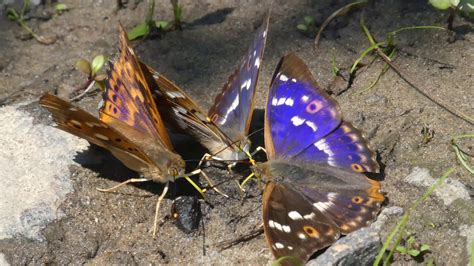 Lesser Purple Emperor Butterfly Seen At Latorica In Slovakia Youtube