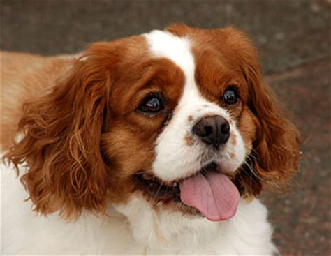 spaniel dog picture image