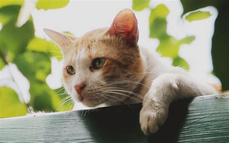 How long do cats live? there is no simple answer to the question. How Long Do Cats Live? A Guide To Cat Lifespan And Living ...