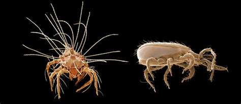 The Interrelationships Between Mites And Ticks Traditionally