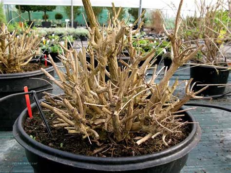 Lemon verbena sprig for herb tea, for aromatherapy. Lemon Verbena, Aloysia citriodora | Jekka's Herb Farm