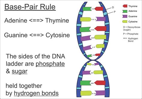 Base pair describes the relationship between the building blocks on the strands of dna. Sun Damage & Pigmentation - Medical Detective MD