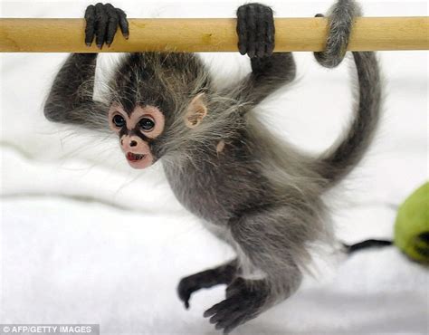 What A Cutie Baby Spider Monkey Abandoned At Birth Runs Amok At