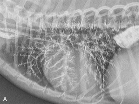 Aspiration Pneumonia In Dogs Pneumonia 2020