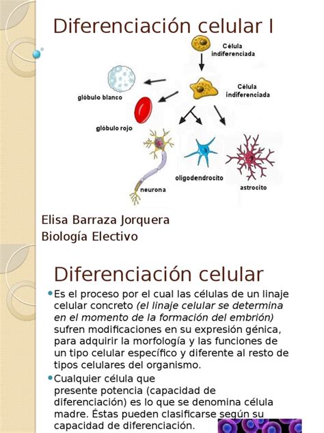 Diferenciación Celular Ppt Célula Madre Célula Biología