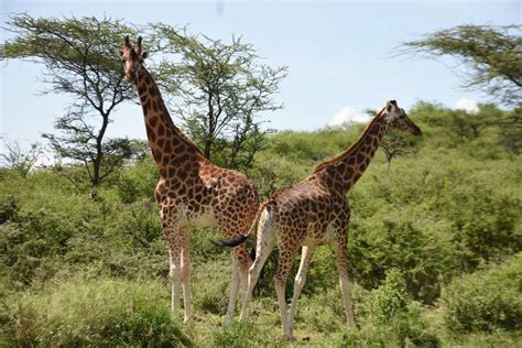 giraffe poaching blamed on myth its meat boosts libido nation