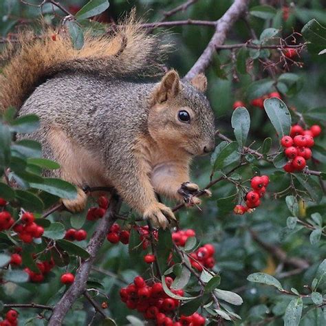 Eating Pyrocanthus Berries Animals Woodland Creatures Beautiful