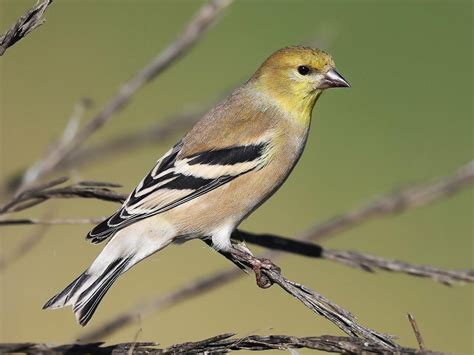 American Goldfinch — The Wood Thrush Shop
