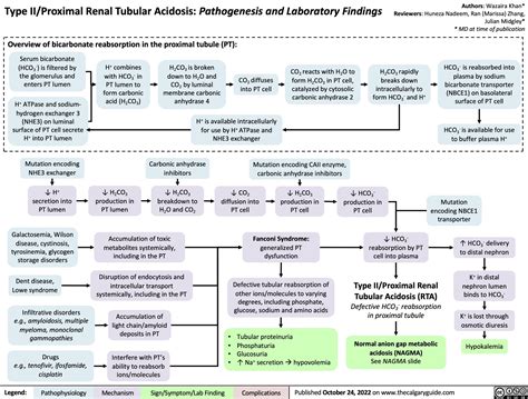 Type II Proximal Renal Tubular Acidosis Pathogenesis And Laboratory Findings Calgary Guide