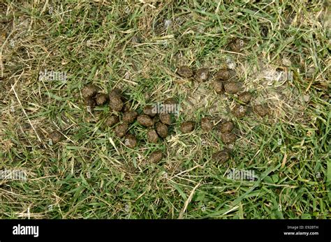 Rabbit Droppings Oryctolagus Cuniculus Stock Photo Alamy