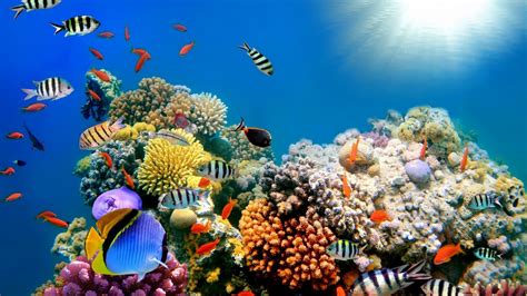 Background Coral Great Barrier Reef 1920x1080 Wallpaper