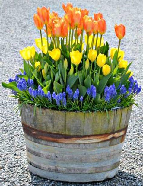 Do This This Fall Container Gardening Flowers Tulips Garden Garden