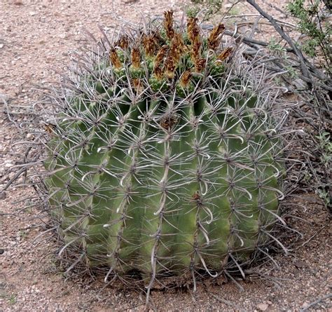 There are about 30 species included in the genus. Fishhook barrel cactus (Ferocactus wislizeni) | Cactus y ...