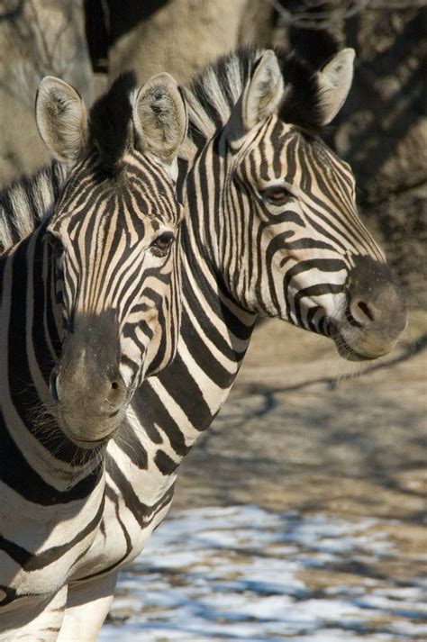 Philadelphia Zoo Zebras Sheraton Philadelphia University City Flickr