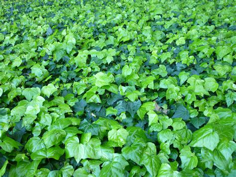 Common Ivy Ground Cover Vertical Garden Plants Ground Cover Natural