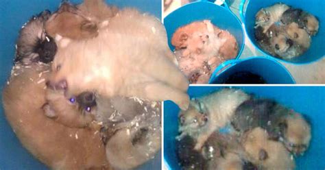 Animal Trafficking Raids Discover 87 Puppies Being Kept In Plastic
