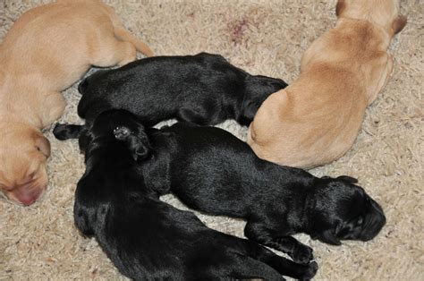 Five Newborn Lab Puppies Not Bad For A First Litter We Are So
