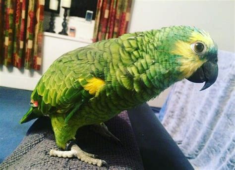Parrots And Exotic Birds For Sale Tame And Talking Male Blue Fronted