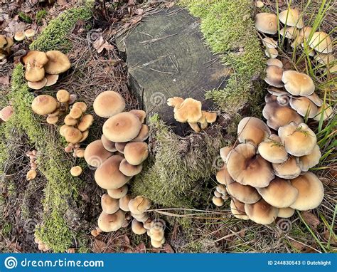 Armillaria Ostoyae Mushrooms Stock Image Image Of Mushroom Ostoyae