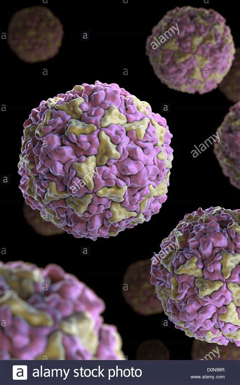 You'll feel plenty miserable when you catch one, but the good news is they rarely make you. Structure Human Rhinovirus (PDB 4RHV). Rhinoviruses are ...