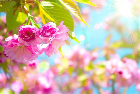Spring Backgrounds For Computer 59 Pictures