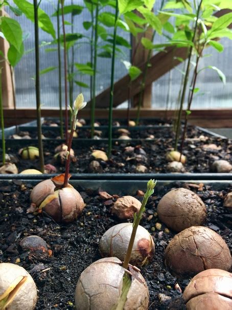 How big a hole should i dig? How to Grow Your Own Avocado Tree, for the Avo-Obsessed ...